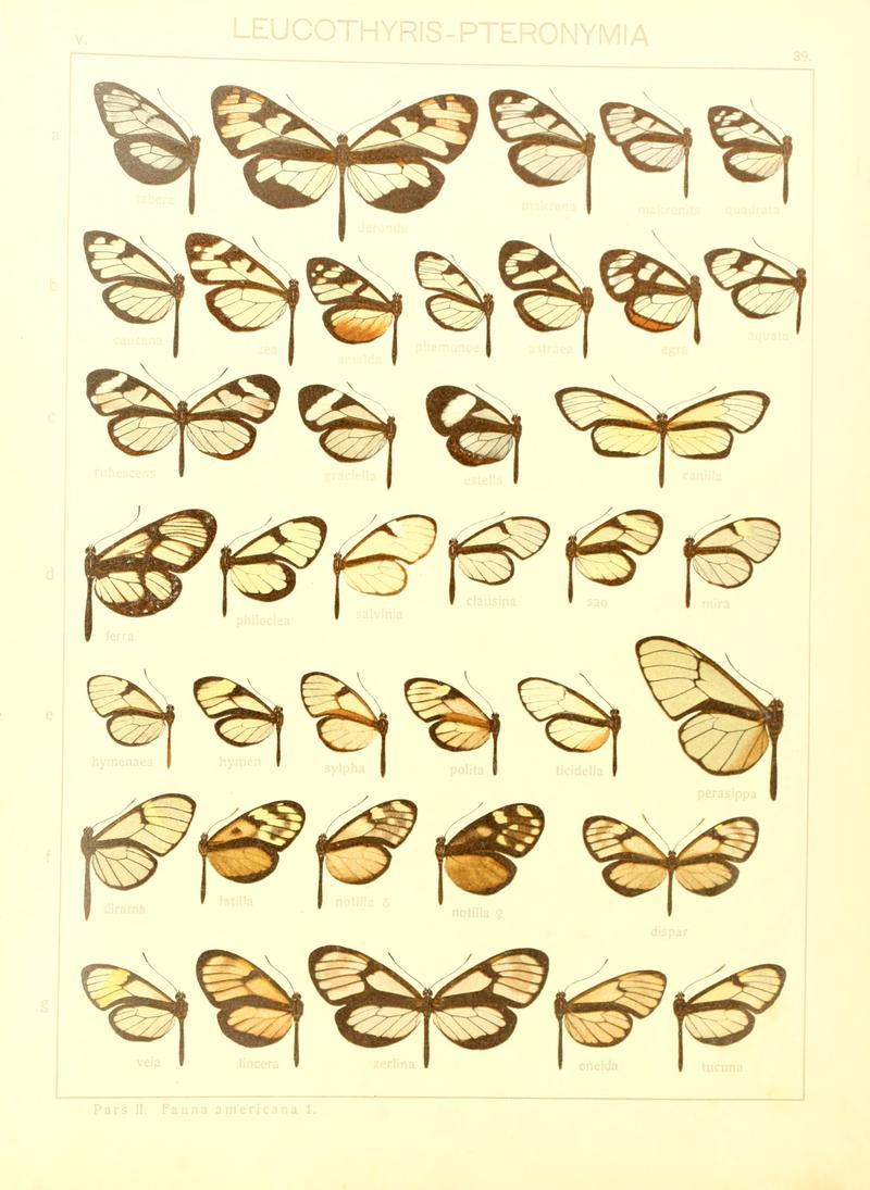 Macrolepidoptera15seit 0087