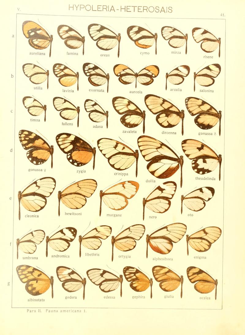 Macrolepidoptera15seit 0091