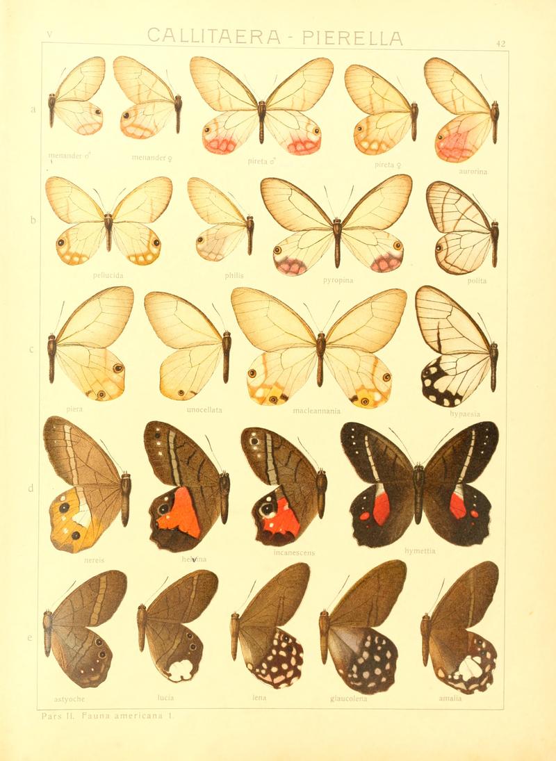 Macrolepidoptera15seit 0093