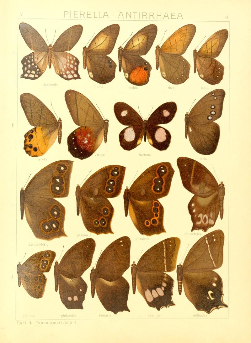 Macrolepidoptera15seit 0095