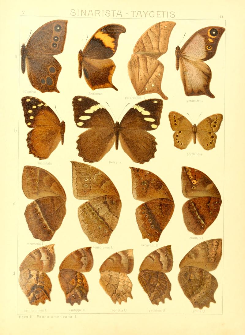 Macrolepidoptera15seit 0097