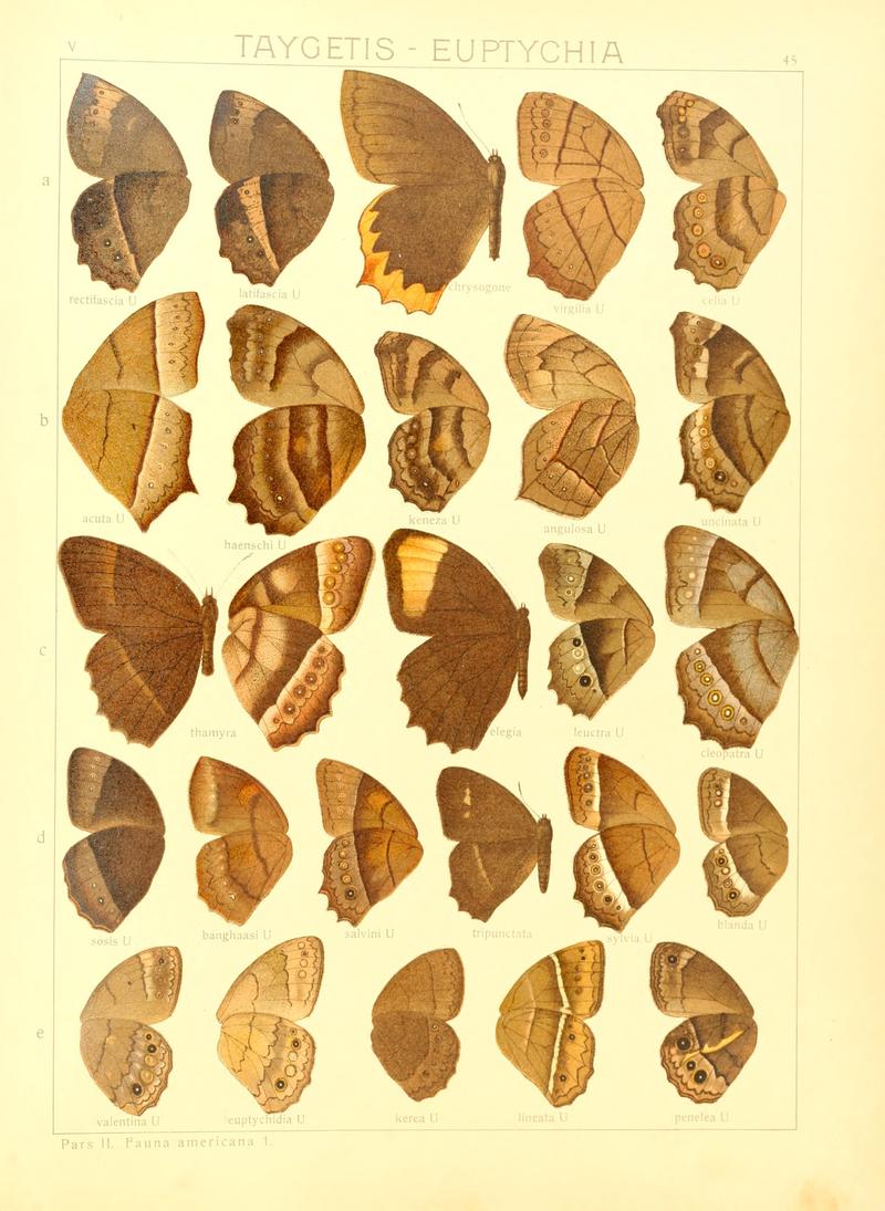 Macrolepidoptera15seit 0099