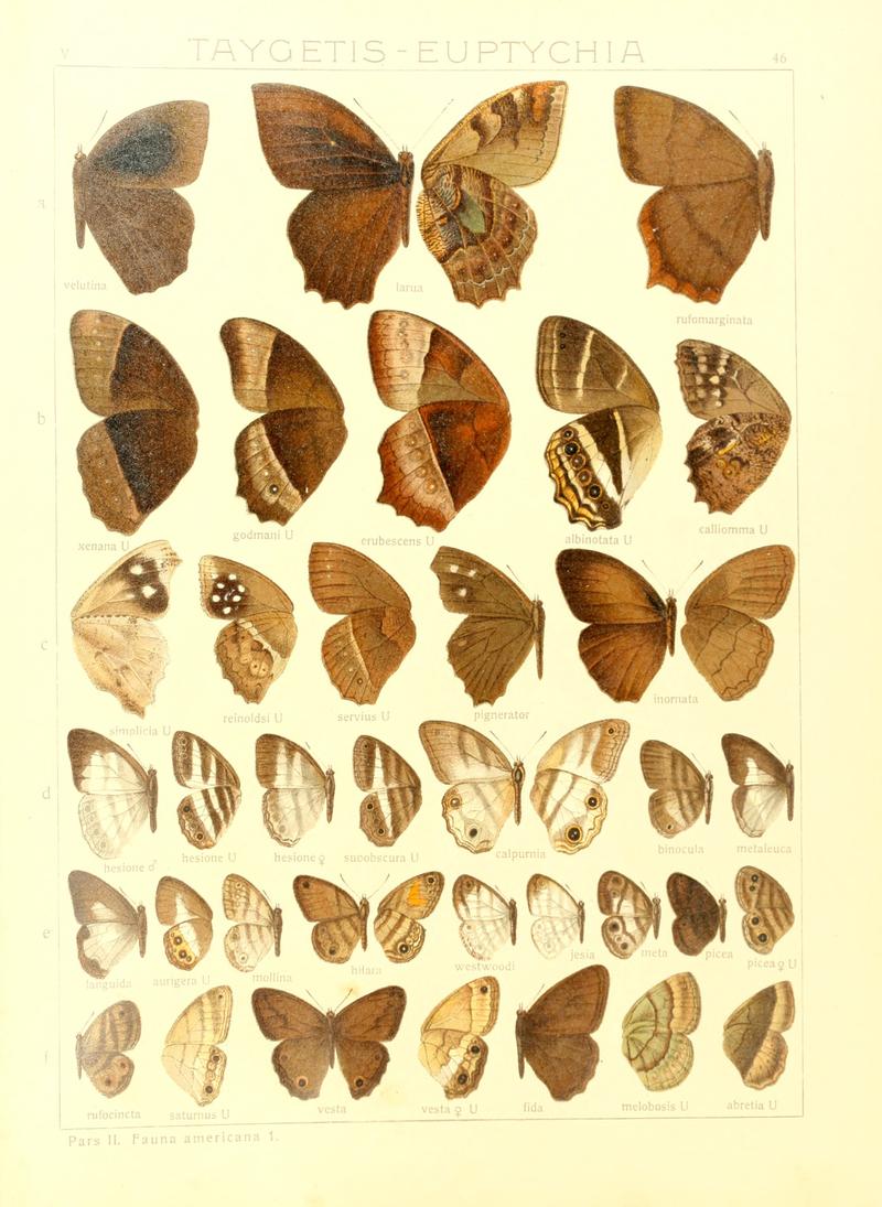 Macrolepidoptera15seit 0101
