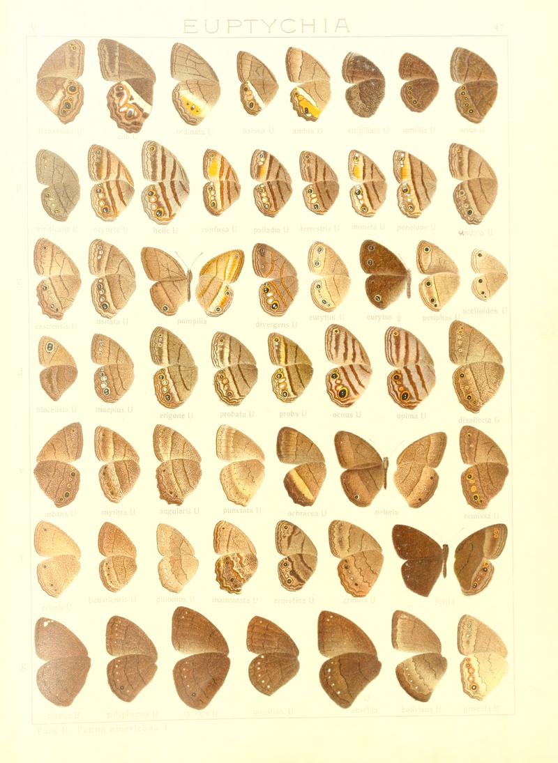 Macrolepidoptera15seit 0103