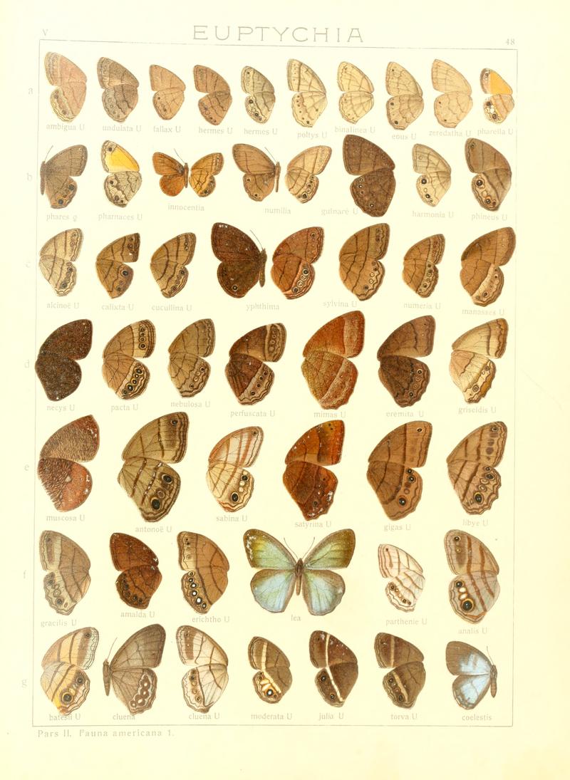 Macrolepidoptera15seit 0105