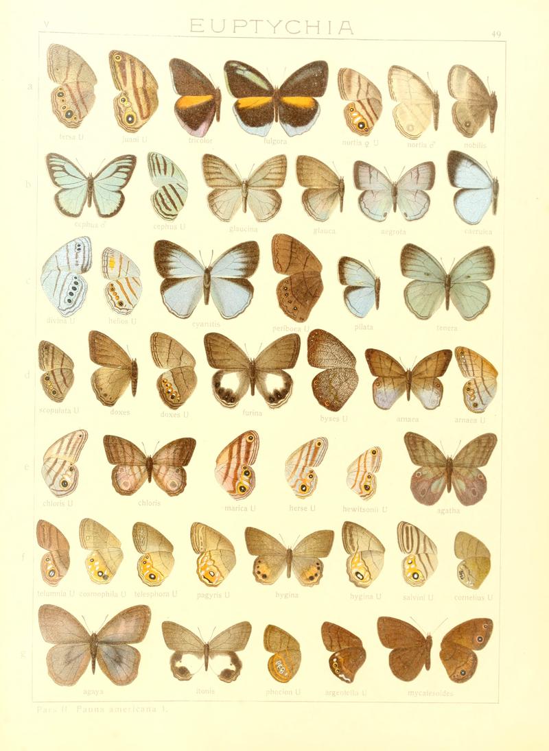 Macrolepidoptera15seit 0107