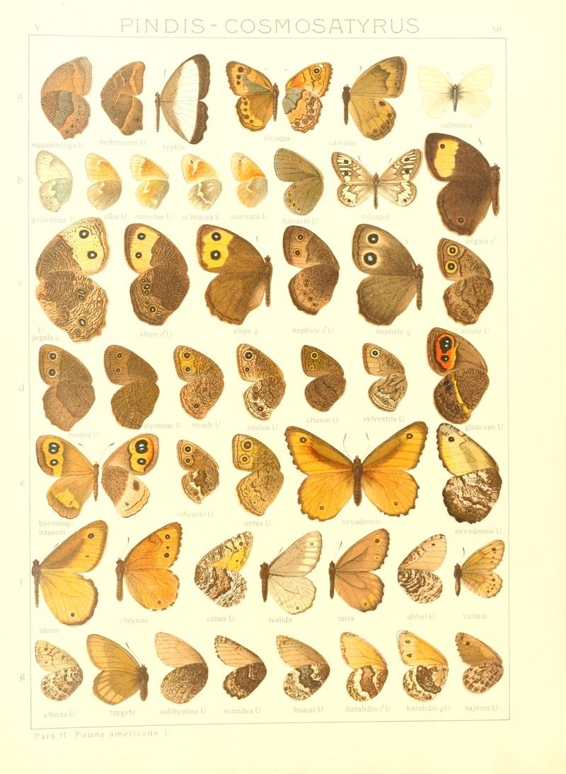 Macrolepidoptera15seit 0109