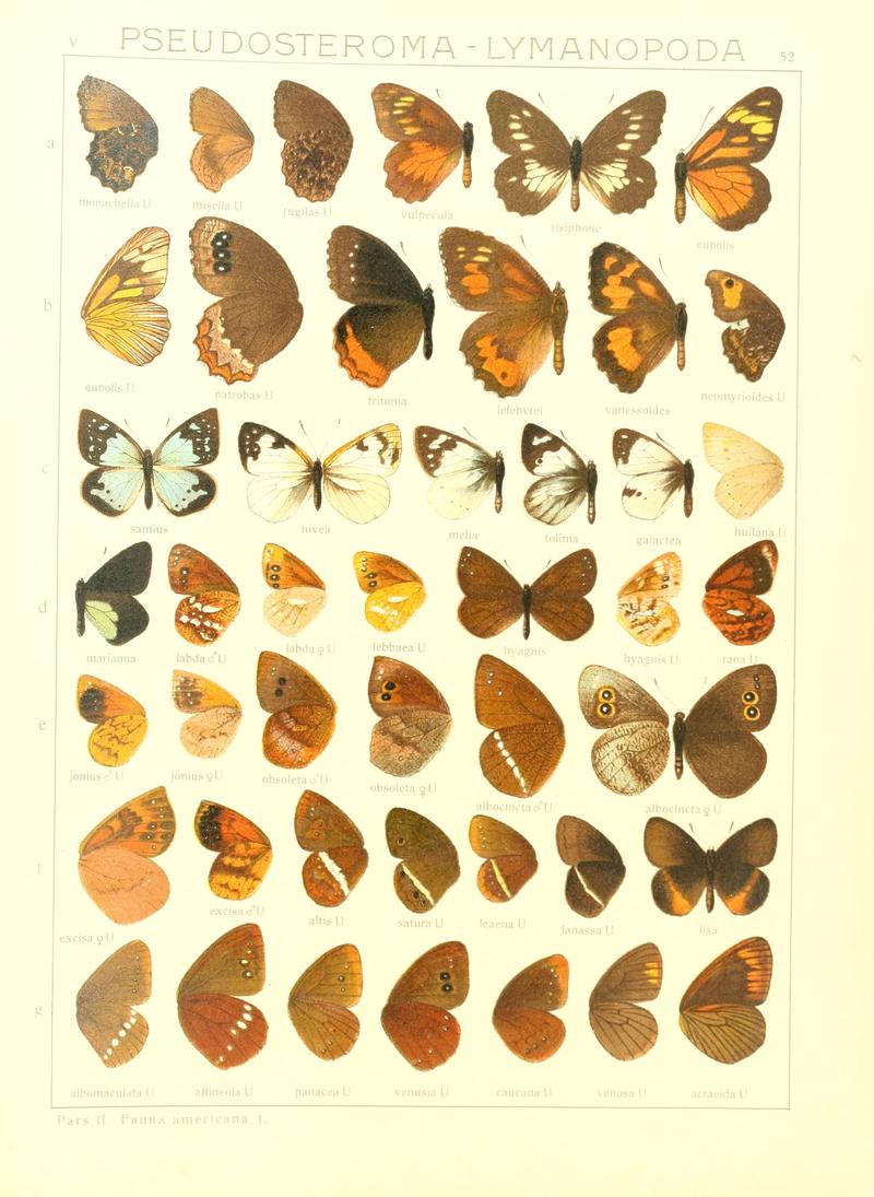 Macrolepidoptera15seit 0113