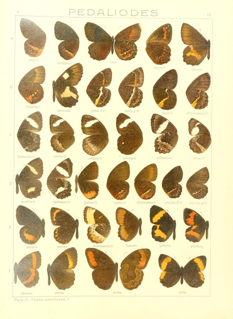 Macrolepidoptera15seit 0119
