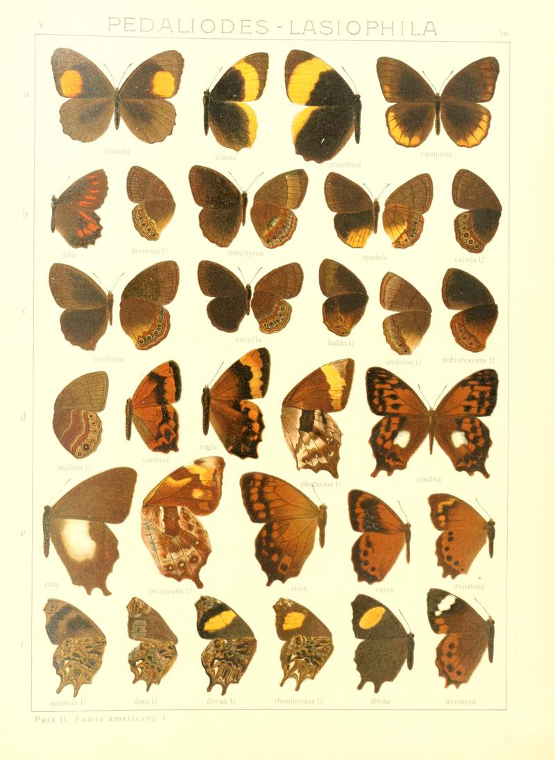 Macrolepidoptera15seit 0121