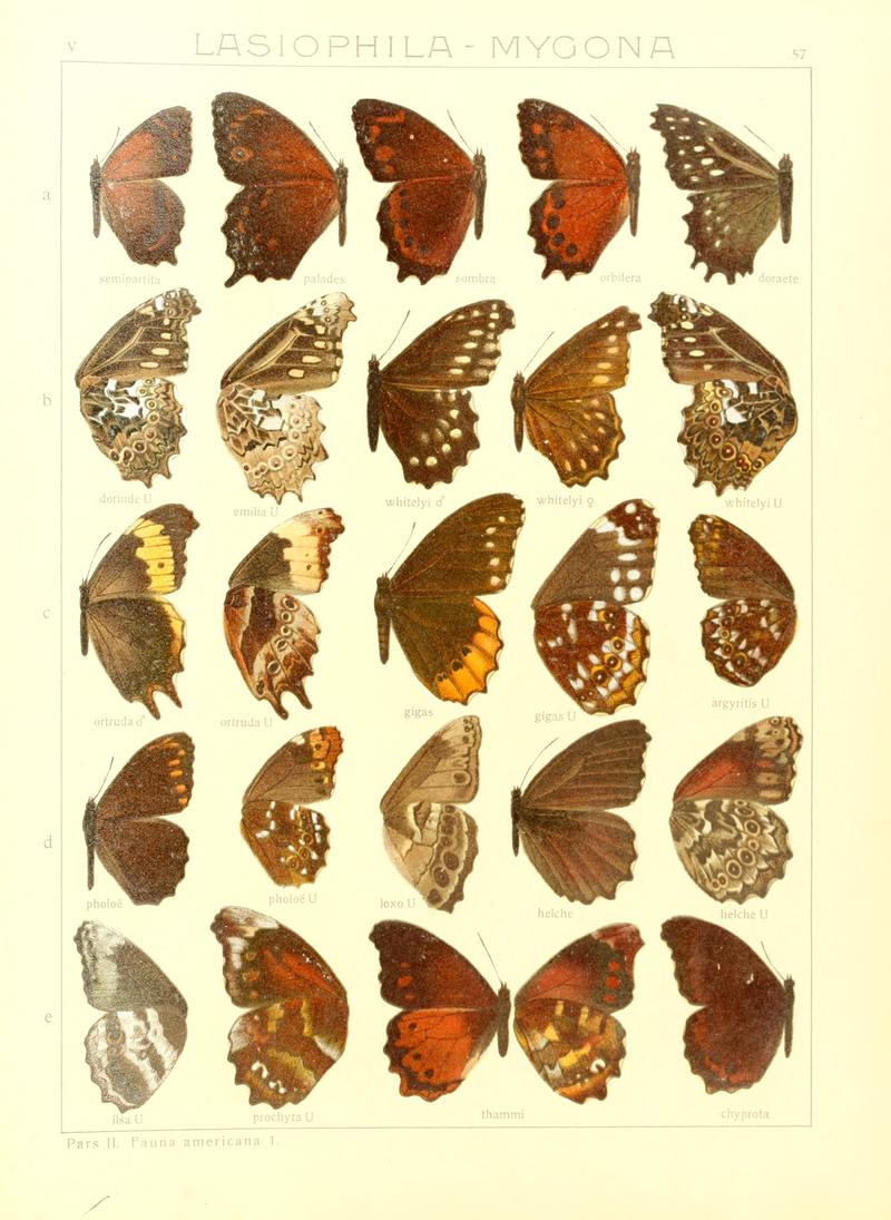 Macrolepidoptera15seit 0123