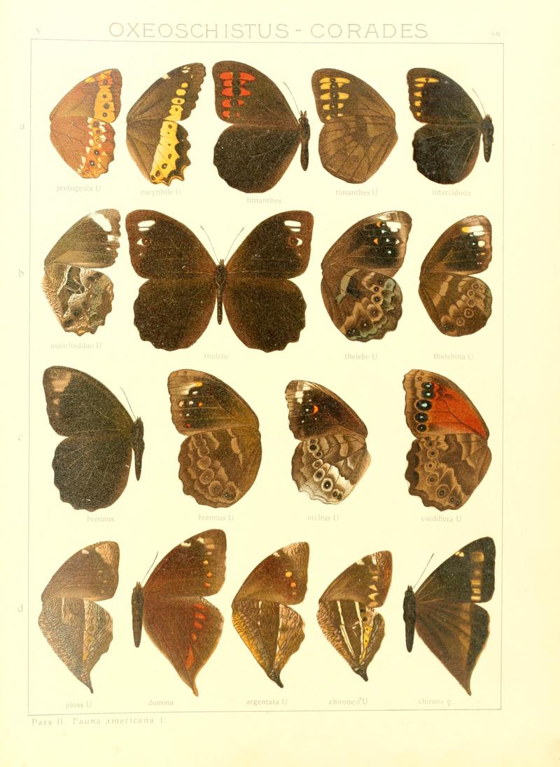 Macrolepidoptera15seit 0127