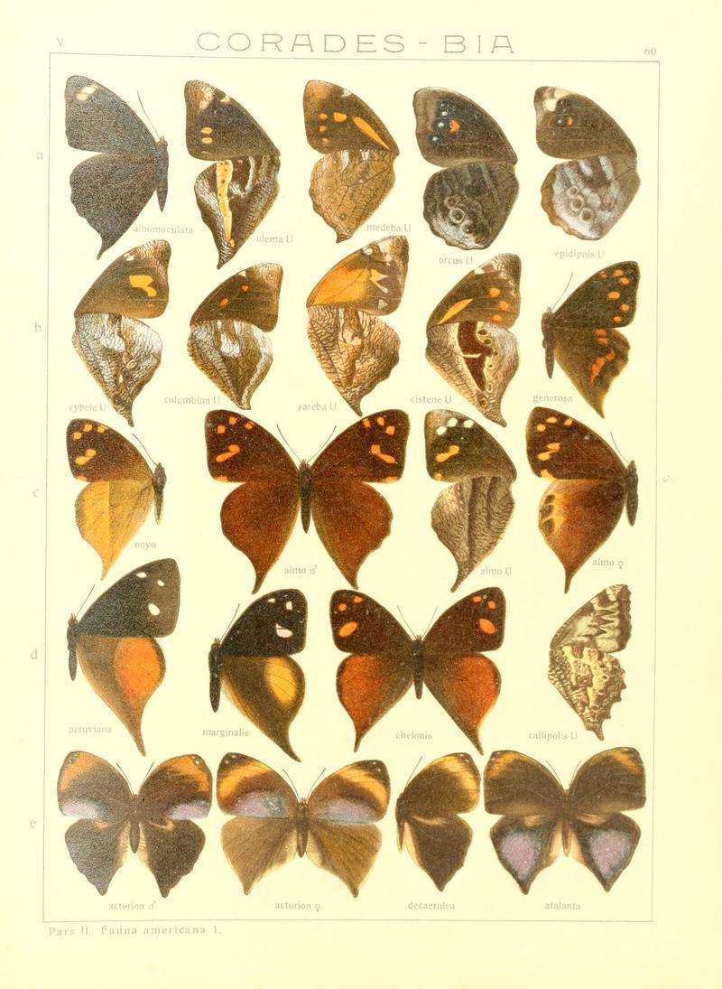 Macrolepidoptera15seit 0129