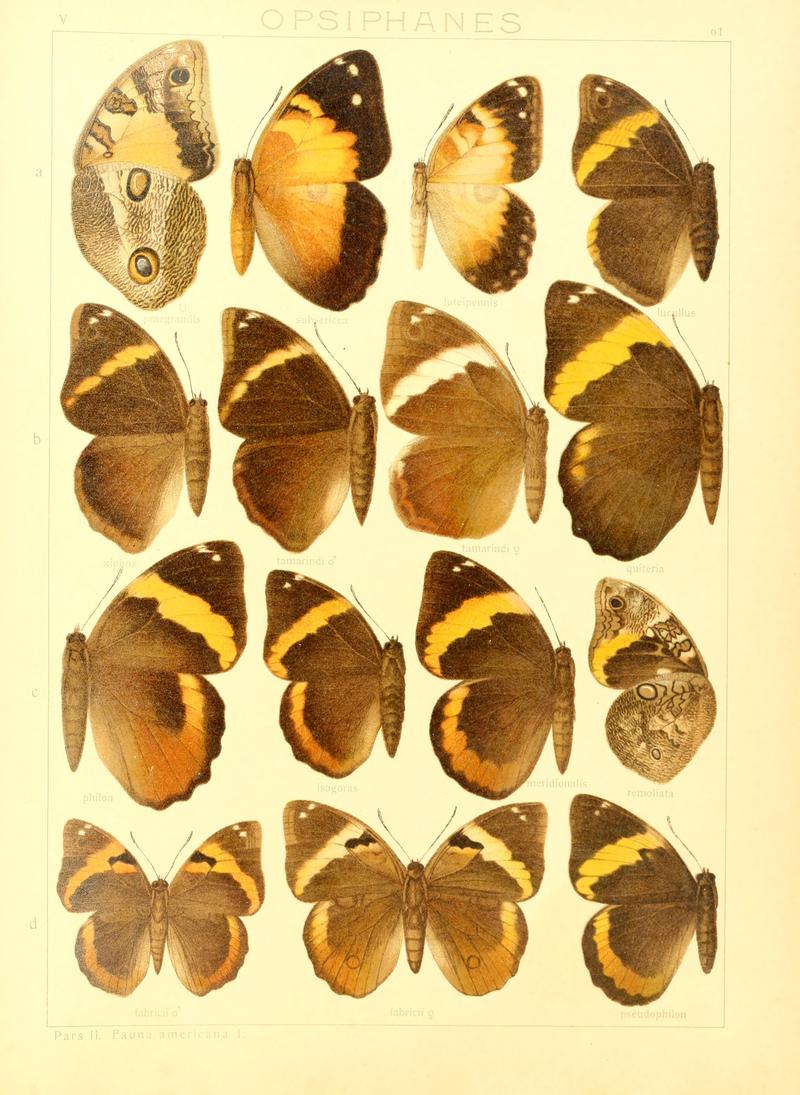 Macrolepidoptera15seit 0131