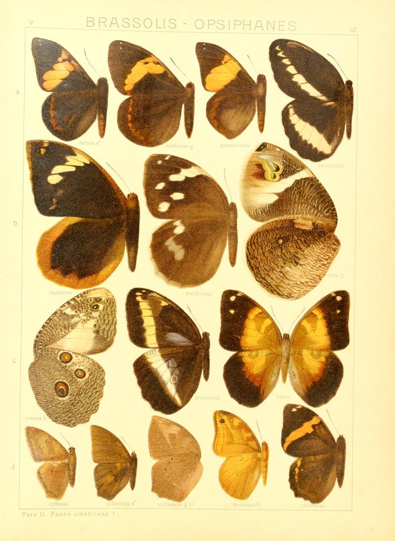 Macrolepidoptera15seit 0133