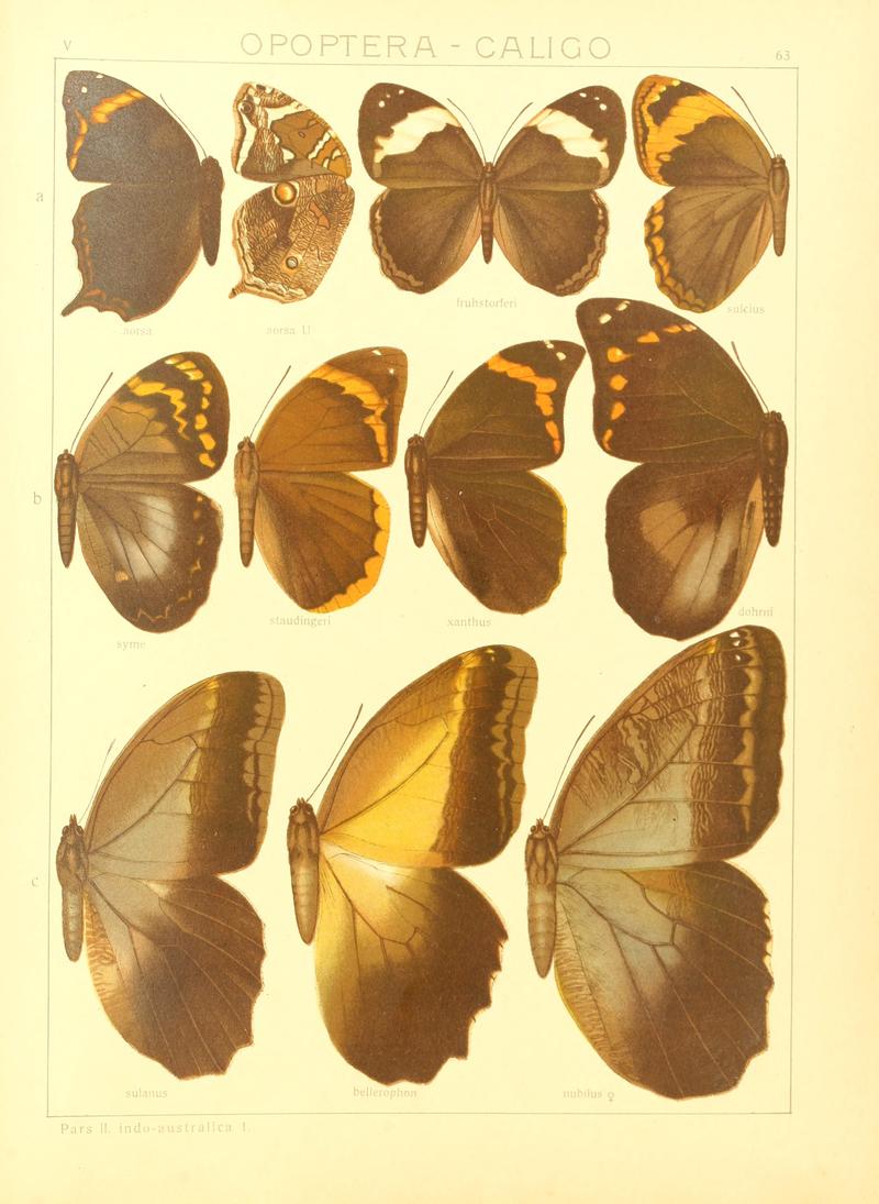 Macrolepidoptera15seit 0135