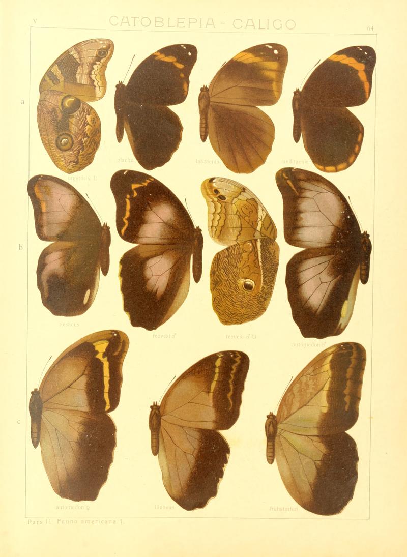 Macrolepidoptera15seit 0137