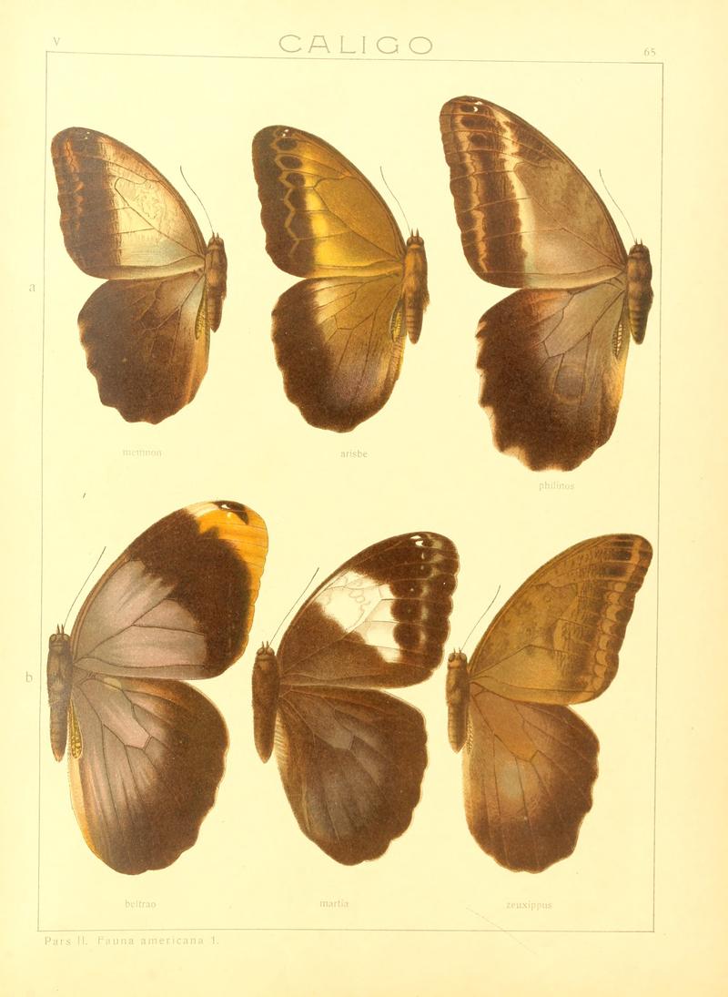 Macrolepidoptera15seit 0139