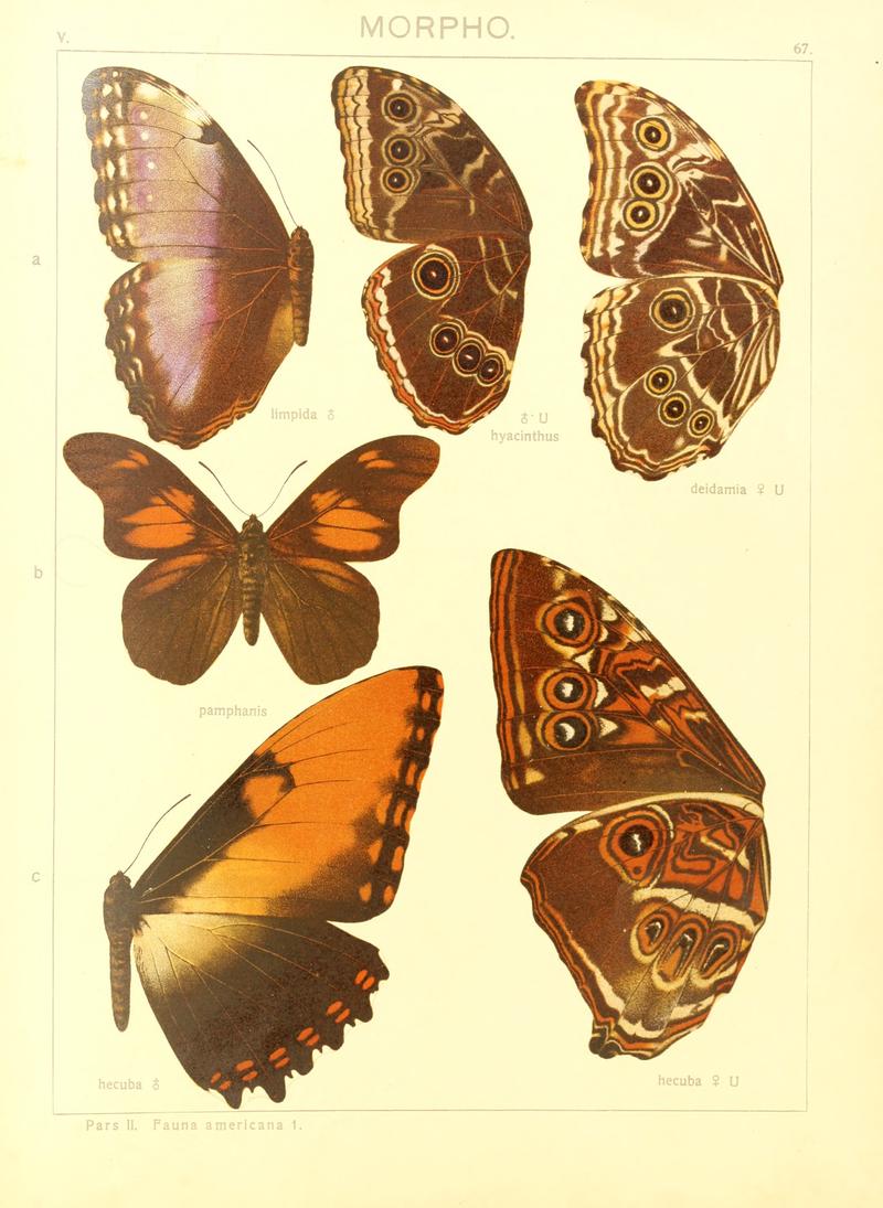 Macrolepidoptera15seit 0143