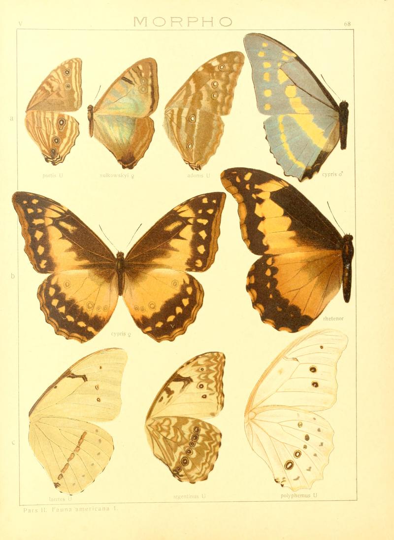 Macrolepidoptera15seit 0145