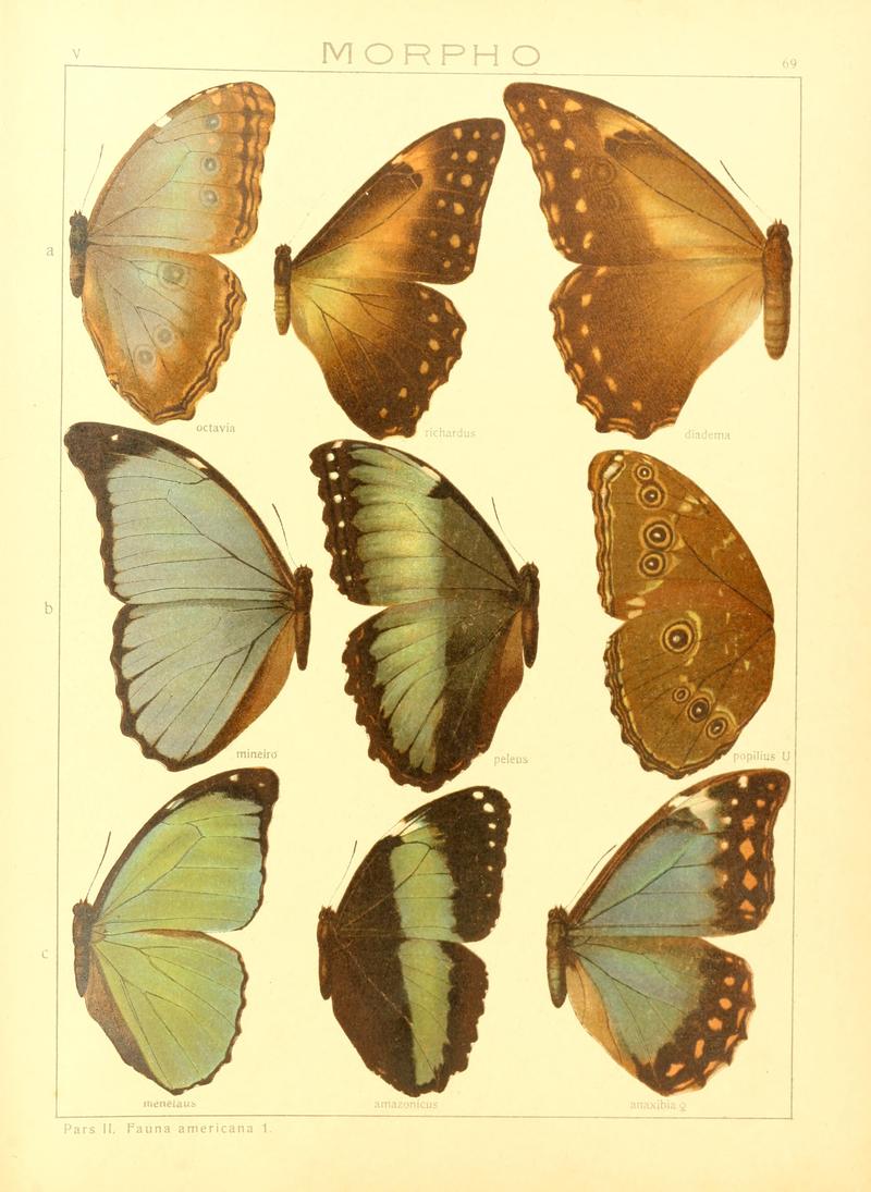Macrolepidoptera15seit 0147