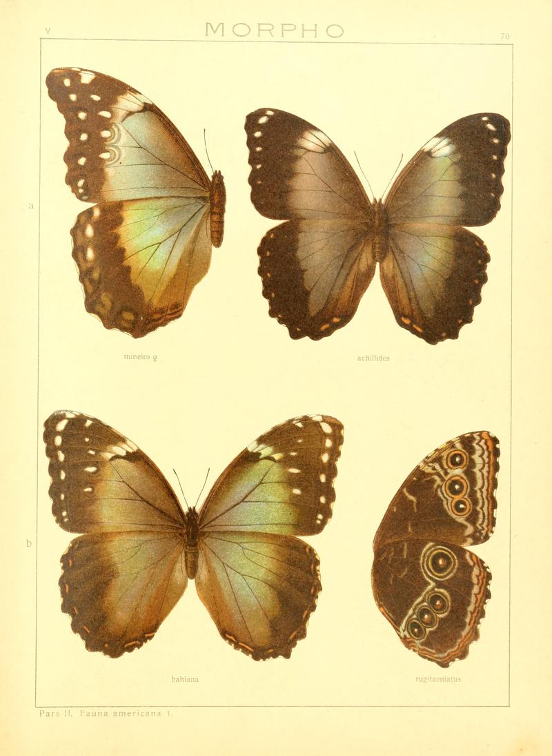 Macrolepidoptera15seit 0149