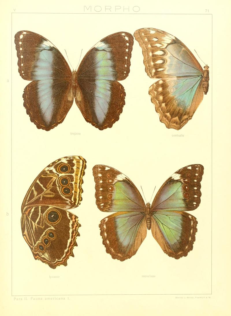 Macrolepidoptera15seit 0151