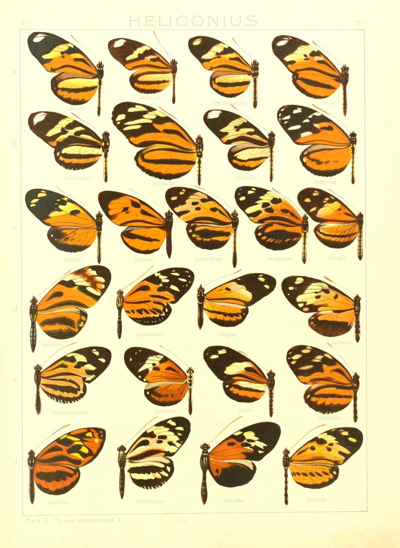 Macrolepidoptera15seit 0153