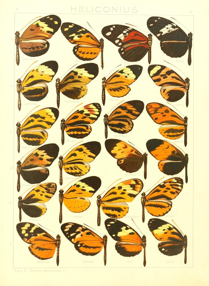 Macrolepidoptera15seit 0155
