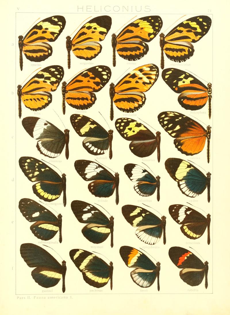 Macrolepidoptera15seit 0157