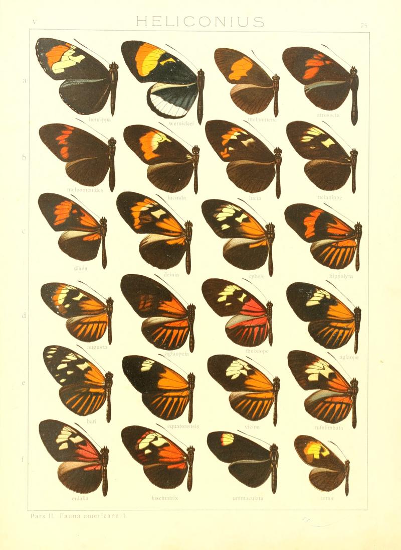 Macrolepidoptera15seit 0159