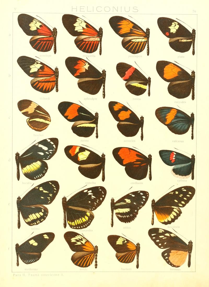 Macrolepidoptera15seit 0161