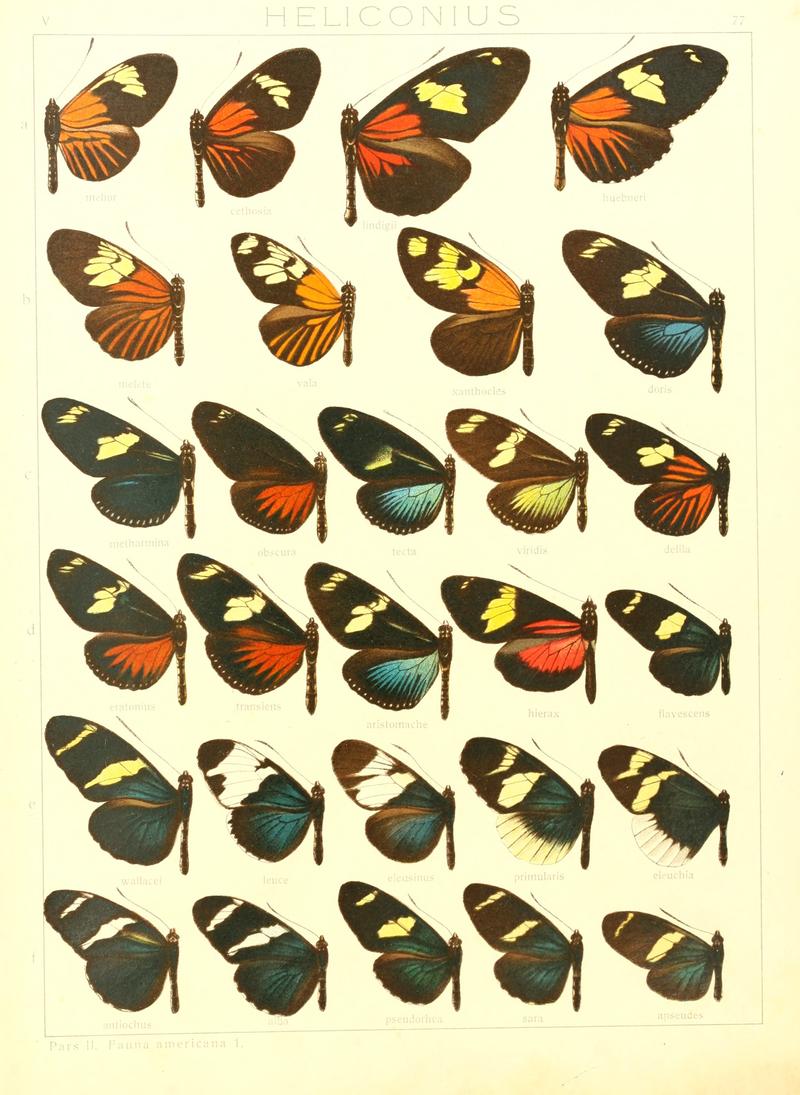 Macrolepidoptera15seit 0163