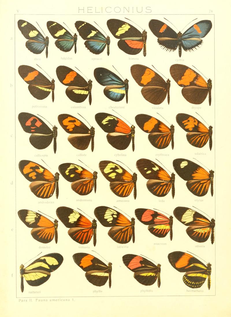 Macrolepidoptera15seit 0165