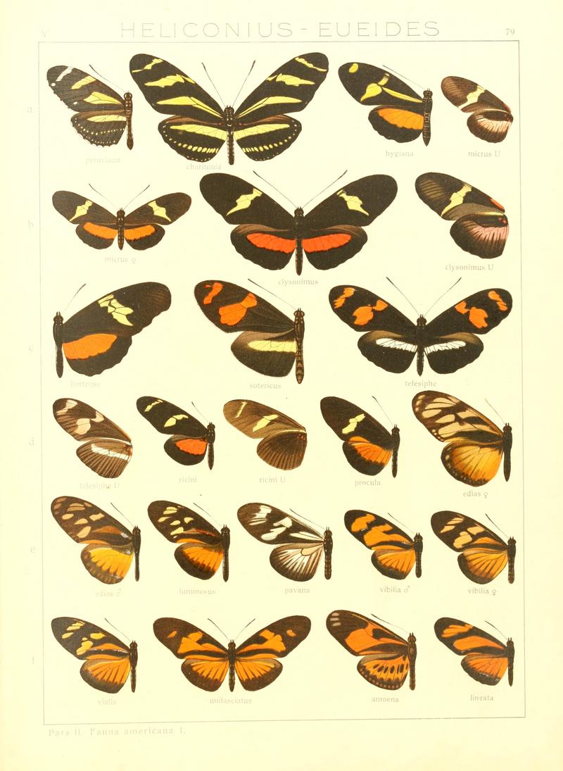 Macrolepidoptera15seit 0167