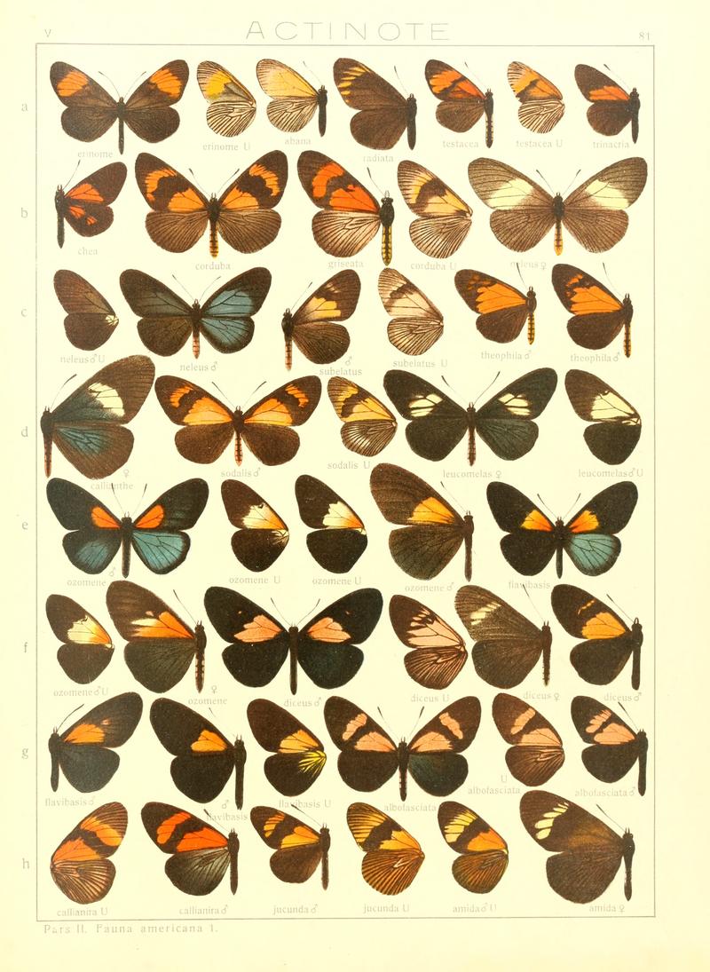 Macrolepidoptera15seit 0171