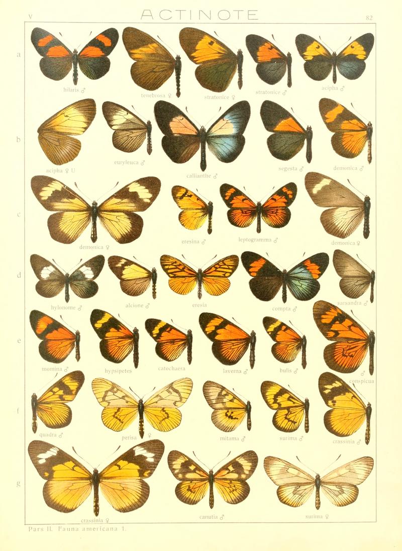 Macrolepidoptera15seit 0173
