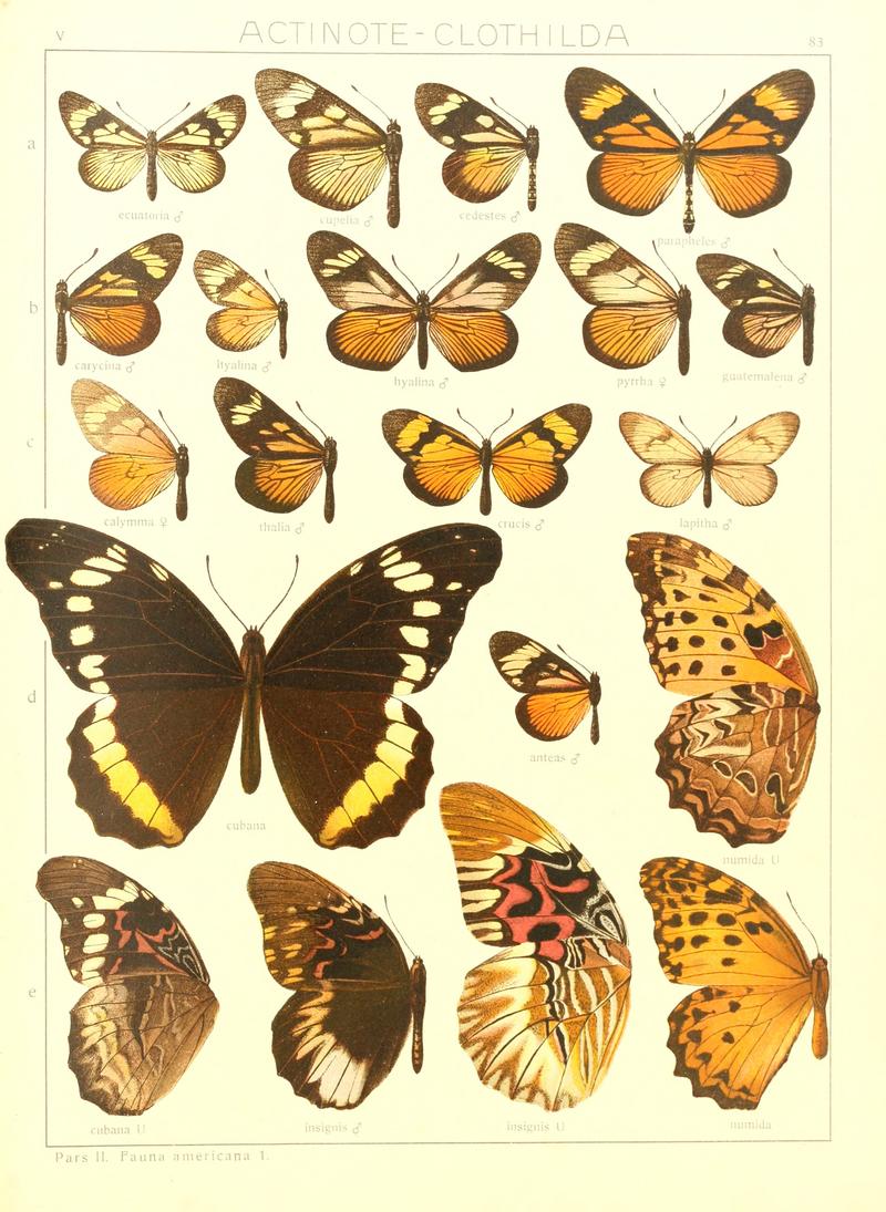 Macrolepidoptera15seit 0175