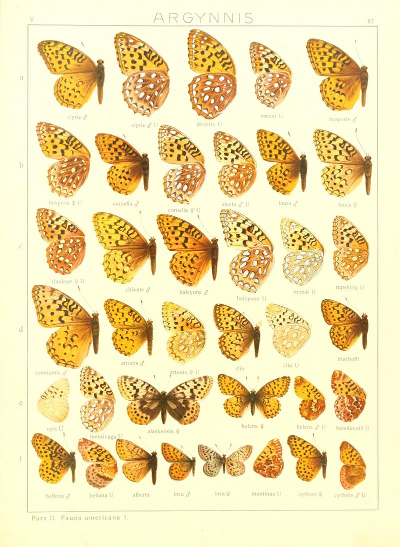 Macrolepidoptera15seit 0183