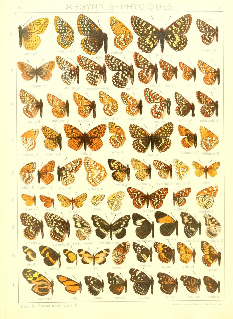 Macrolepidoptera15seit 0185