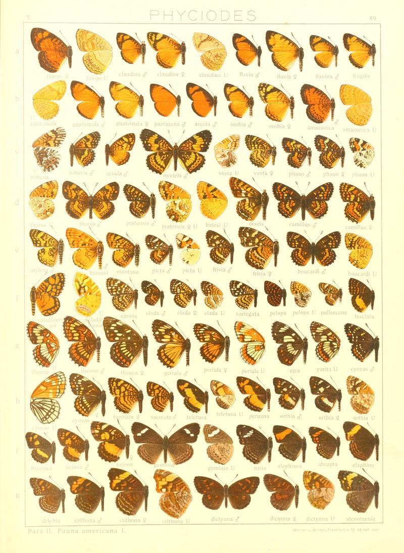Macrolepidoptera15seit 0187