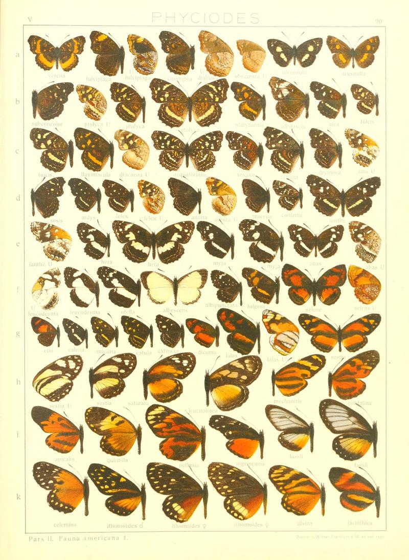 Macrolepidoptera15seit 0189