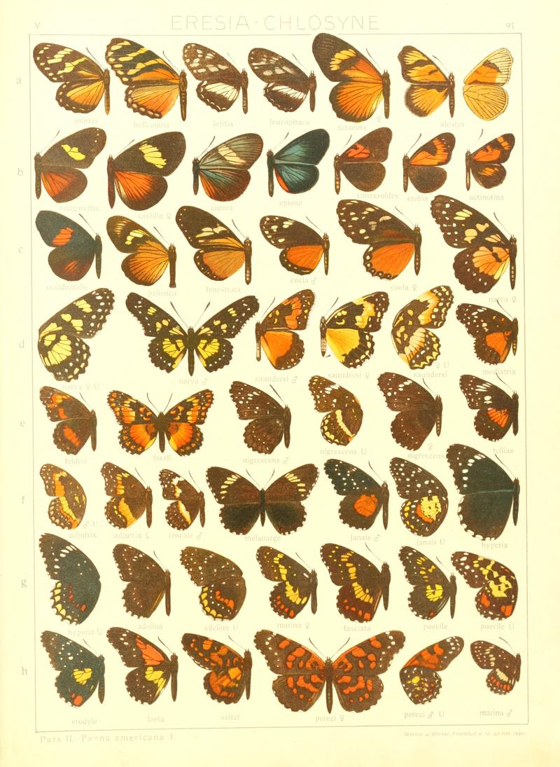 Macrolepidoptera15seit 0191