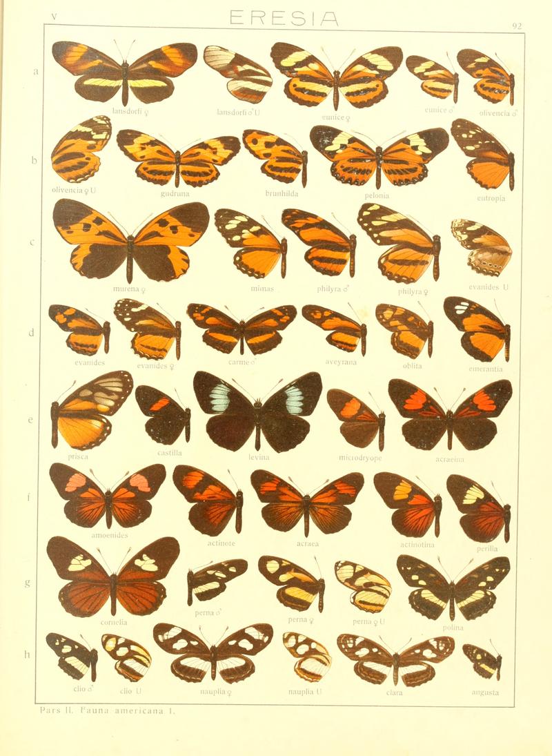 Macrolepidoptera15seit 0193