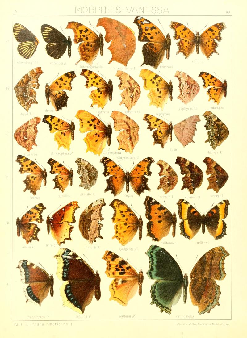 Macrolepidoptera15seit 0195