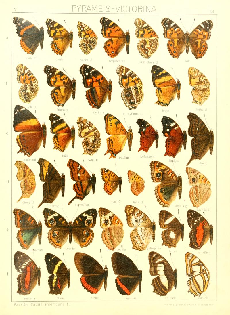 Macrolepidoptera15seit 0197