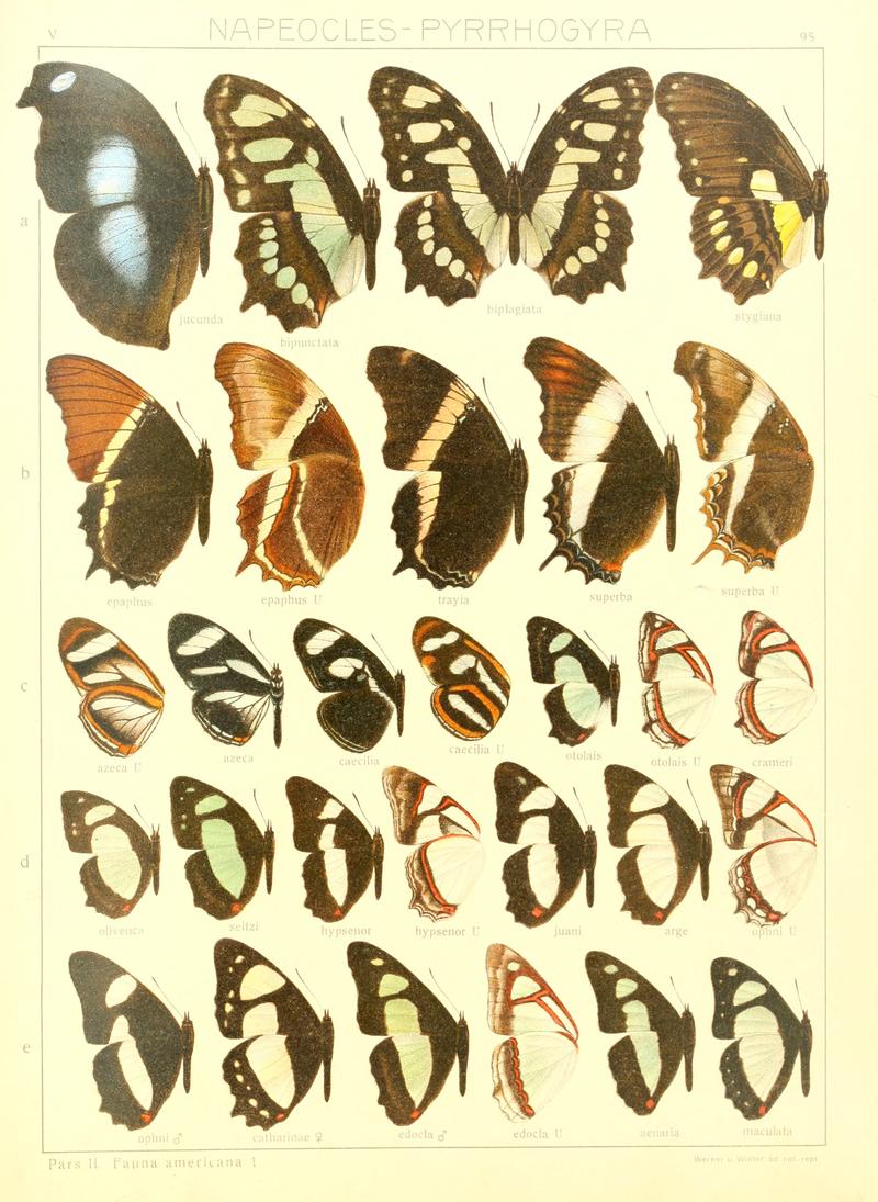 Macrolepidoptera15seit 0199