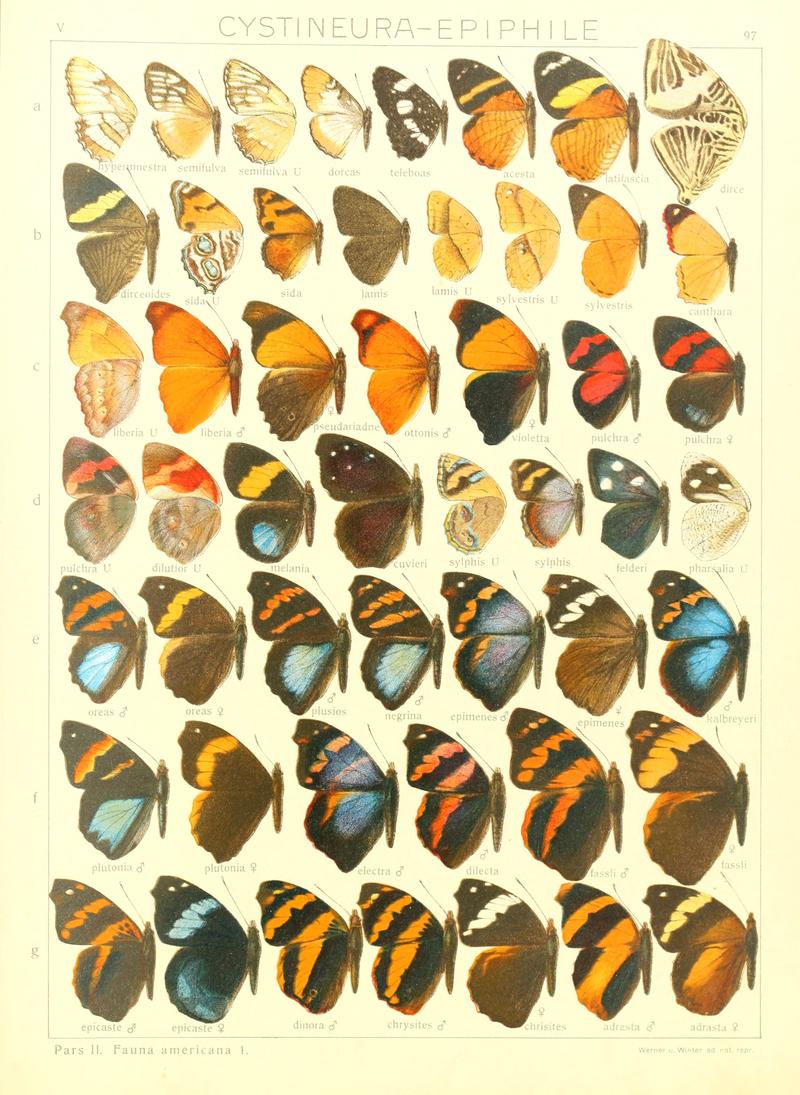 Macrolepidoptera15seit 0203