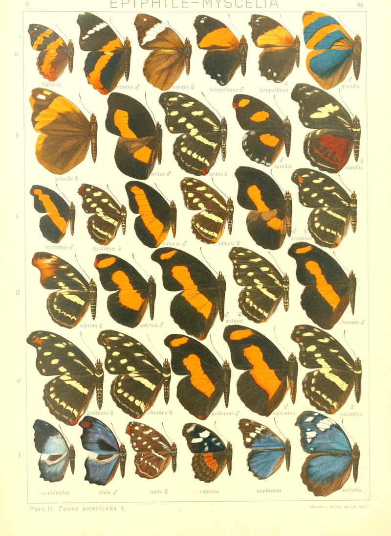 Macrolepidoptera15seit 0205