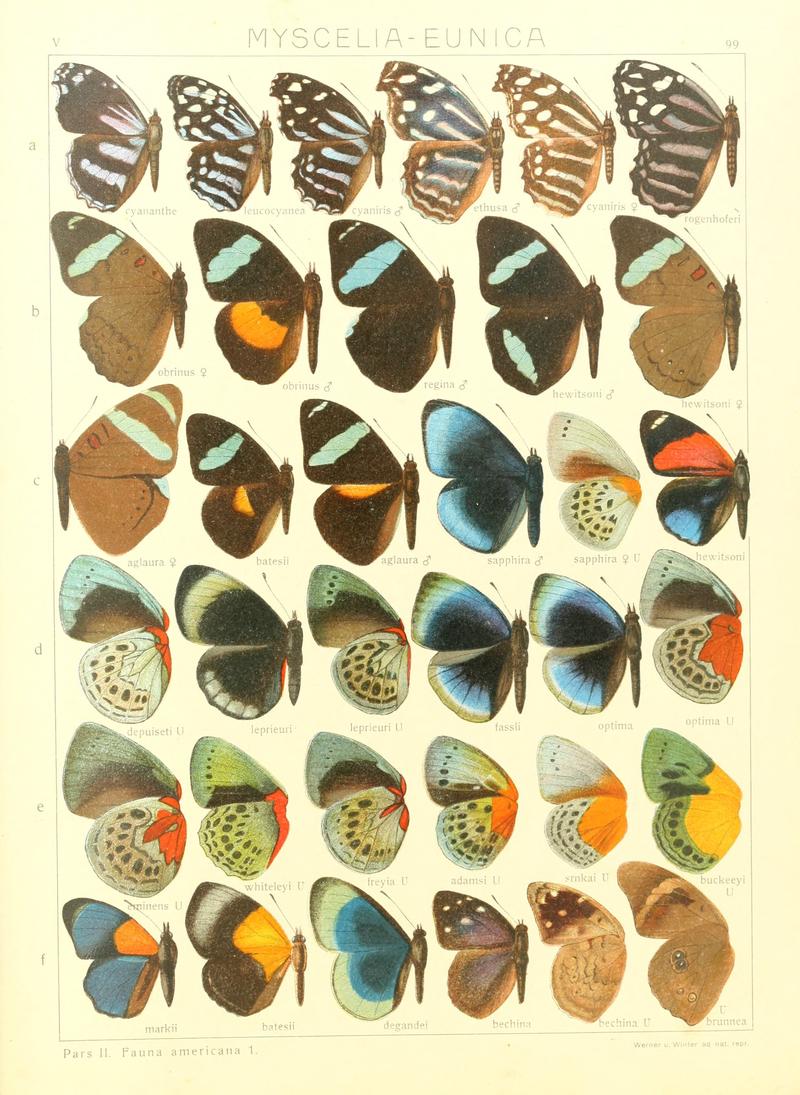 Macrolepidoptera15seit 0207